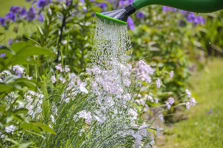 Conserving water in your garden