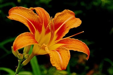 day-lily water conservation