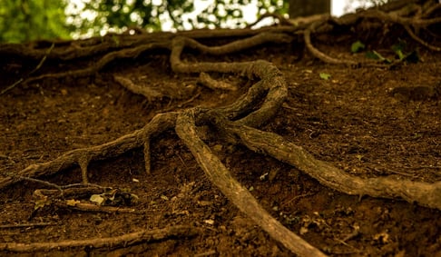 Tree roots can block your home's pipes