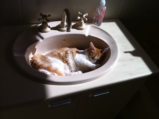 Cat sitting in a sink