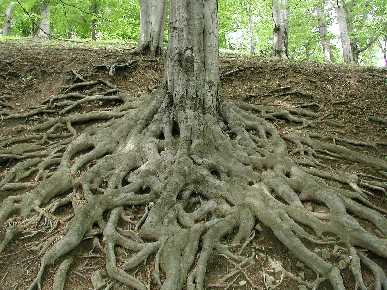 Tree Root Damage